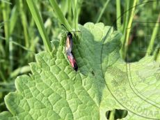 Zygaena-nevadensis_пара_3